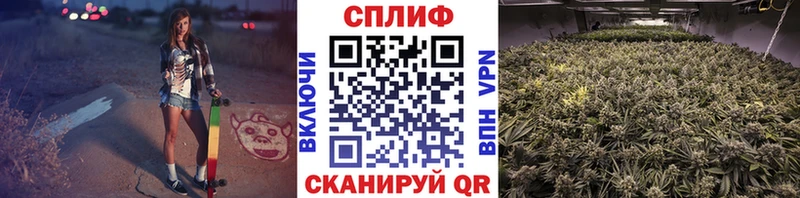 Бошки марихуана сатива  где найти   Люберцы 